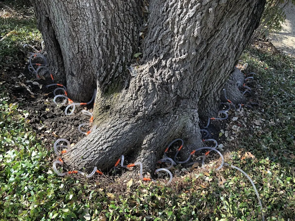 Detailed Tree Cabling and Bracing job site in Little Genesee