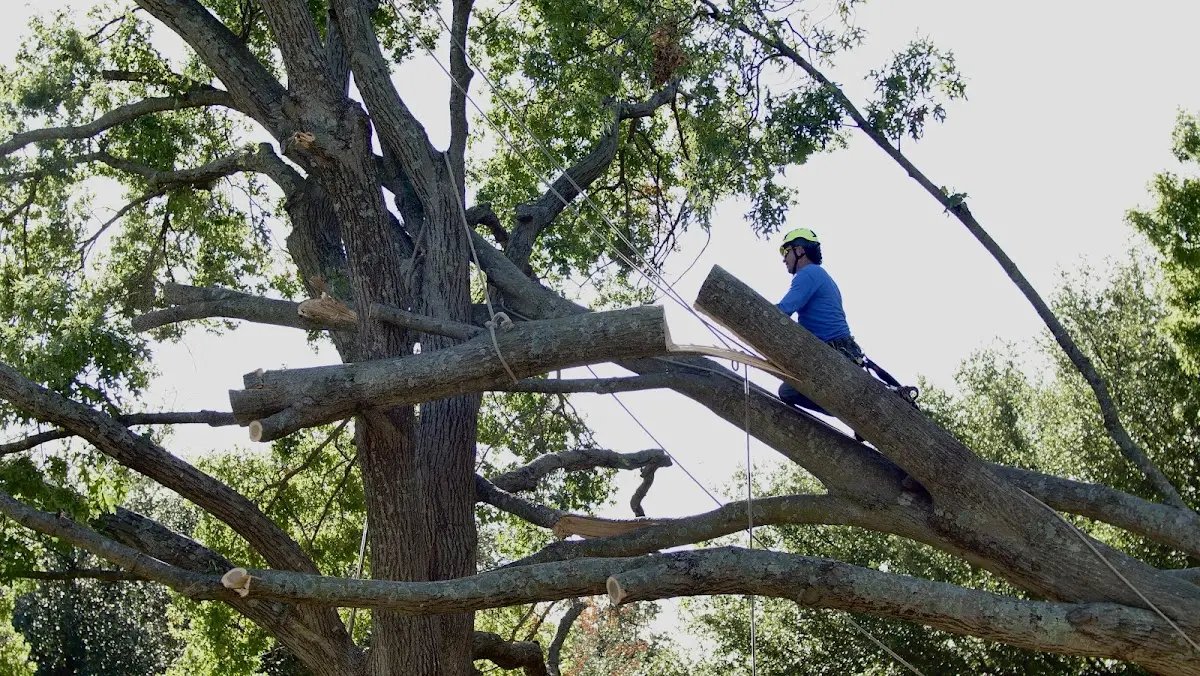 Professional Crown Thinning performed by certified arborists in Little Genesee