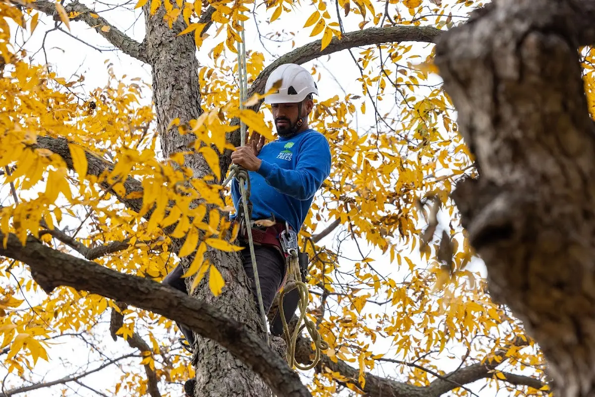Skilled Tree Pruning crew working in Little Genesee