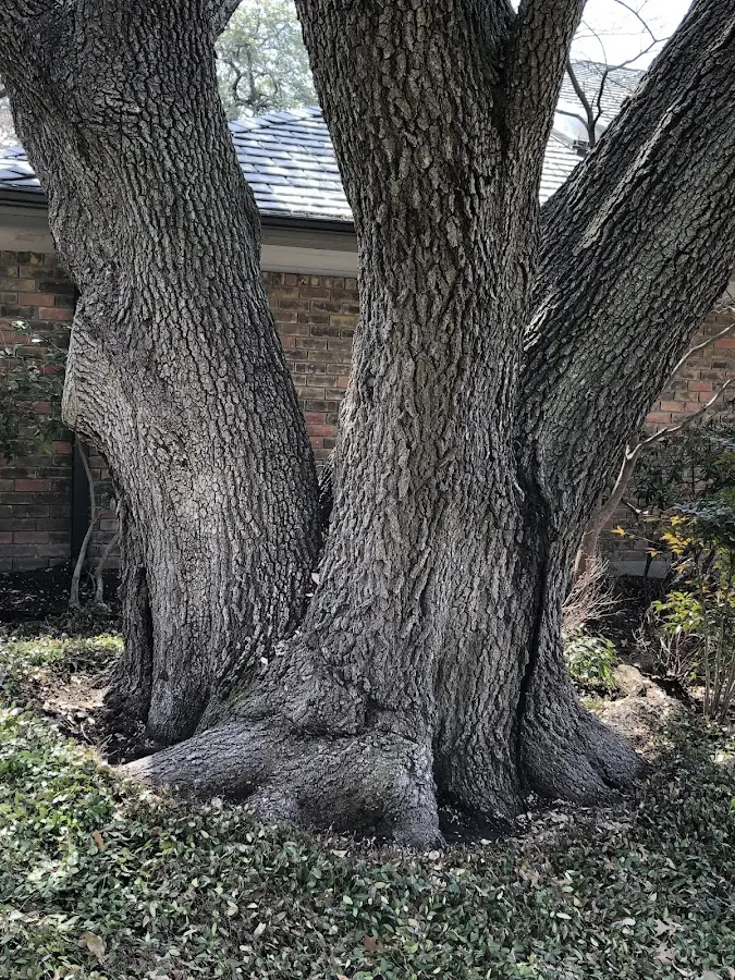 Mature heritage tree close to a Little Genesee property cared for by certified arborists